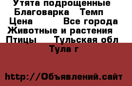 Утята подрощенные “Благоварка“,“Темп“ › Цена ­ 100 - Все города Животные и растения » Птицы   . Тульская обл.,Тула г.